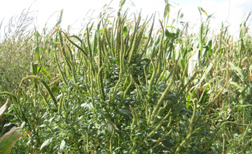 Espacio ASACIM: <em>Amaranthus palmeri</em>, una maleza exitosa.