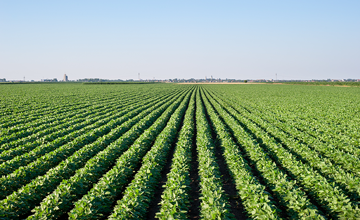 Pequeos Productores de CAPPO proyectan campaa exitosa de verano 2017-2018 .