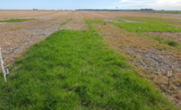 Manejo qumico de Lolium multiflorum (Ryegrass anual) resistente a Glifosato.