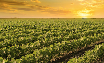 Qu pueden aportar los cultivos de servicio a nuestros sistemas agrcolas?