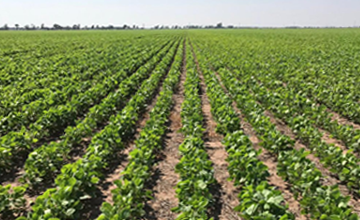 Uso de pre-emergentes para manejo de malezas en Soya.