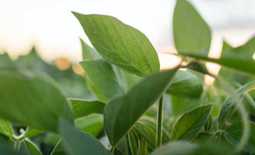 Manejo de enfermedades en el cultivo de Soya