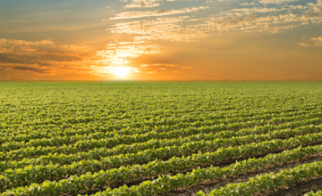 Bolivia comprometida con el desafo de producir soja.