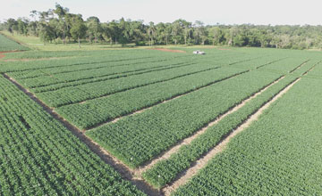 Red de ensayos de fungicidas en Paraguay.