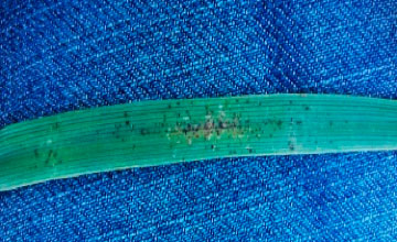 Pulgn verde de los cereales (Schizaphis graminium)
