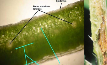 Nuevas plagas ponen en riesgo la produccin de alimentos