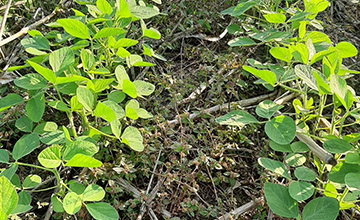 Control de la maleza Golondrina (Euphorbia hirta), en el cultivo de la soya