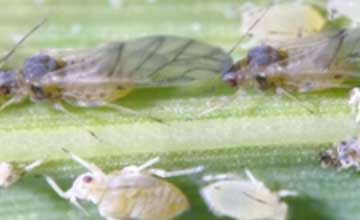 Pulgn Amarillo: Melanaphis sacchari, Porque es importante conocer este afido?