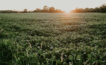 Efecto del herbicida  clorimurón sobre el desarrollo inicial de soja, aplicado en desecación pre siembra