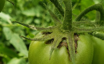 Prodiplosis en el cultivo de Tomate