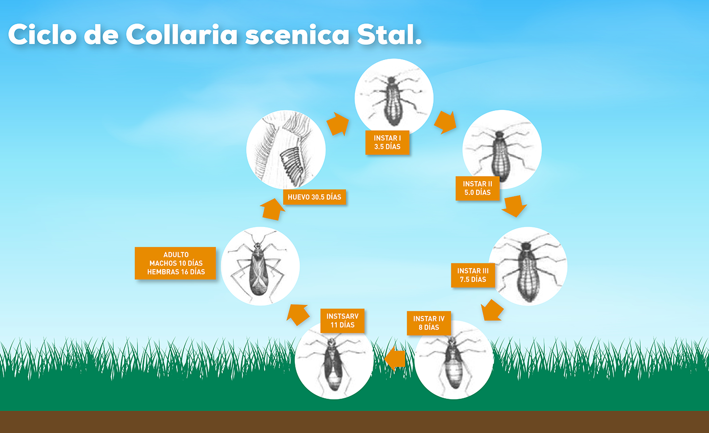 CHINCHE DE LOS PASTOS: Collaria scenica Stal.