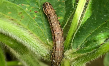 Incidencia de Spodoptera frugiperda en el cultivo de Soya, en las ltimas campaas.