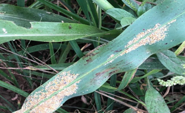 PLAGAS DEL CULTIVO DE SORGO: PULGN AMARILLO (Melanaphis sacchari)