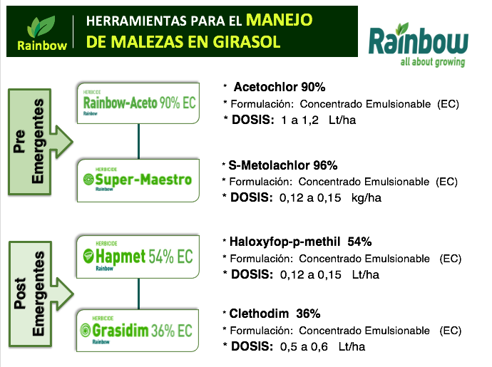 Total 90+ imagen herbicidas para el cultivo de girasol