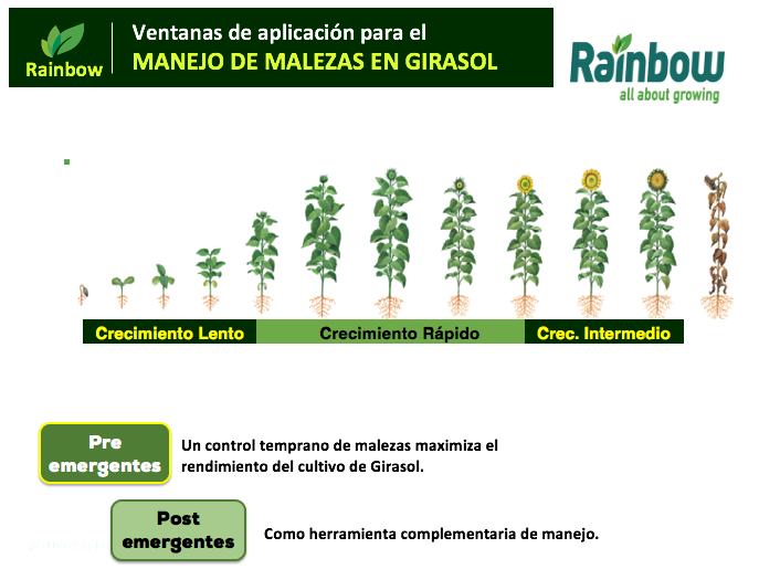 Rainbow Bolivia | Manejo de malezas en el cultivo de Girasol (Helianthus  annus L.)