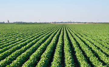 Manejo integrado de cultivos: cambio de estrategia en los sistemas productivos.
